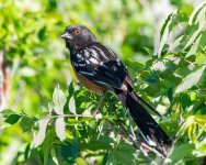 SpottedTowhee-500.jpg