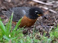 Robin6.jpg