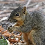 Squirrel2.jpg