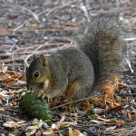 Squirrel.jpg