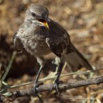 mockingbird juvenile LR 500_2602.jpg