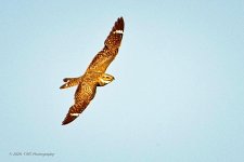 06-20-20-cr_D7K3105-ON1.jpg