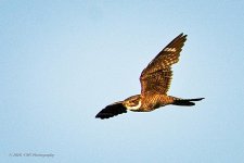 06-20-20-cr_D7K3107-ON1.jpg