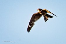 06-20-20-cr_D7K3113-ON1.jpg