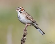 LarkSparrow-500.jpg