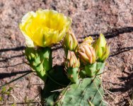CactusBloom-500.jpg