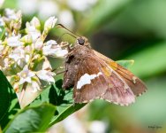 SilverSpot-500.jpg