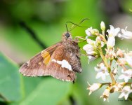 SilverSpot-501.jpg
