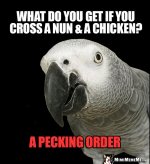 birdNun.jpg