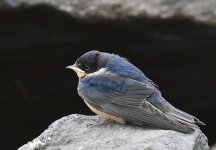 _ROY4891_00001.jpg