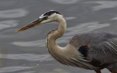 _ROY4971_00001.jpg