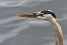 _ROY4983_00001.jpg