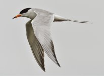 _ROY5041_00001.jpg