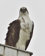 _ROY5088_00001.jpg