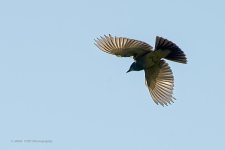 06-22-20-cr_D7K3161-ON1.jpg