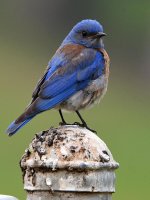 Bluebird.jpg