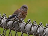 Bluebird3.jpg