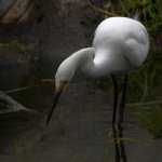 Egret2.jpg
