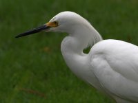 Egret.jpg