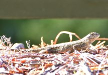_ROY5462_00001.jpg