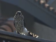 _ROY5500_00001.jpg