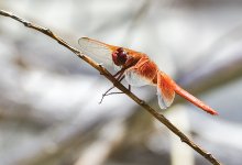 _ROY5528_00001.jpg