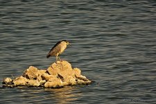 06-24-20-cr_D7K3170-ON1.jpg