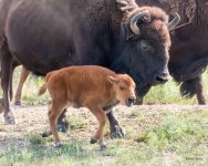 BuffBaby-500.jpg