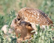 BurrowingOwlFeeding-500.jpg