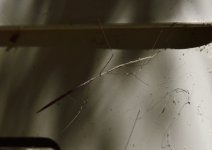 _ROY5590_00001.jpg