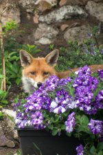 fox and flower2.jpg