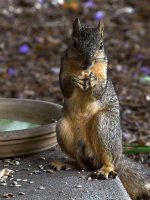Squirrel2.jpg