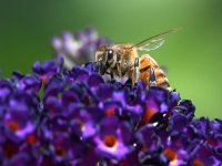 Bee.jpg
