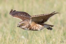BurrowingOwlFlight-530.jpg