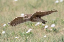 BurrowingOwlFlight-531.jpg