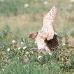 BurrowingOwlFlight-532.jpg