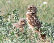 BurrowingOwlMomandKids-533.jpg
