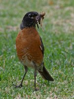 Robin2.jpg