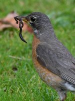 Robin8.jpg