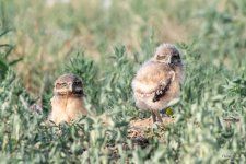 BurrowingOwlets-535.jpg
