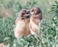 BurrowingOwlets-536.jpg