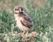BurrowingOwlets-537.jpg