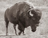 BuffSepia-500.jpg