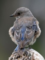 Bluebird3.jpg