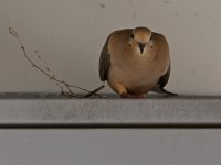 Dove.jpg