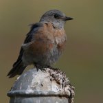 Bluebird8.jpg
