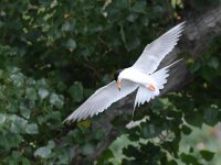 Tern.jpg