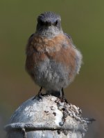 Bluebird2.jpg