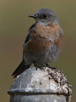 Bluebird9.jpg