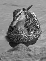 MallardBW.jpg